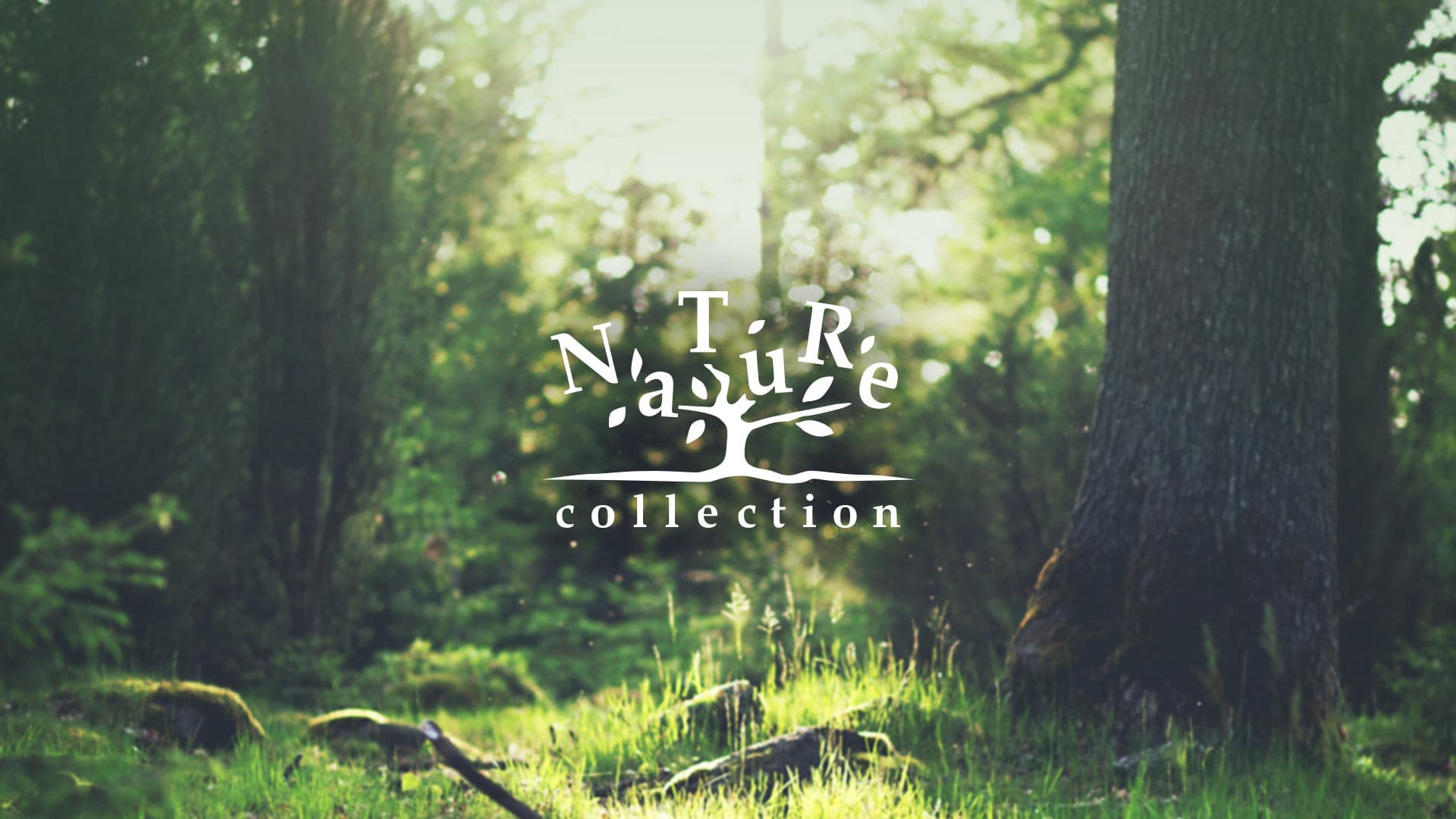 Launching and operation of Nature Collection’s global brand website
